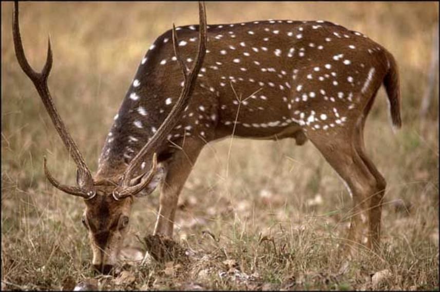 Malsi Deer Park-2